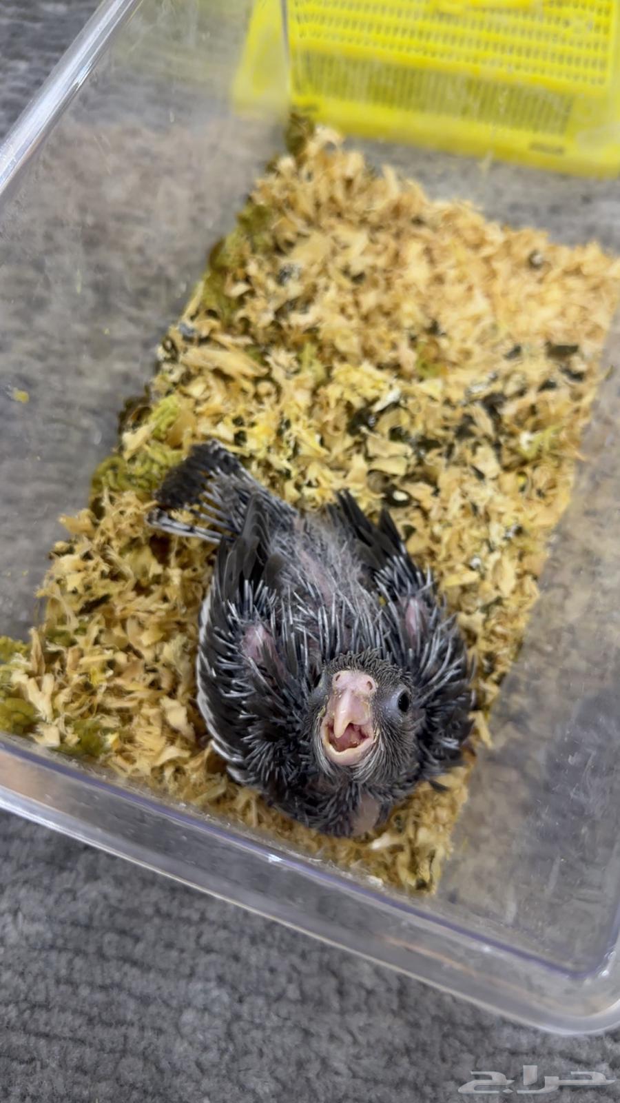 فرخ كروان هولندي وايت فيس (تم البيع)64478622111746110