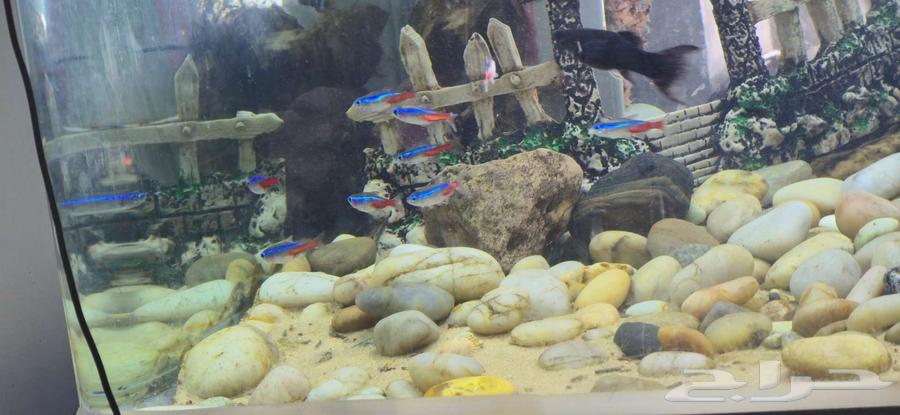 حوض من شركة sunsun المعروفة64475681204610114