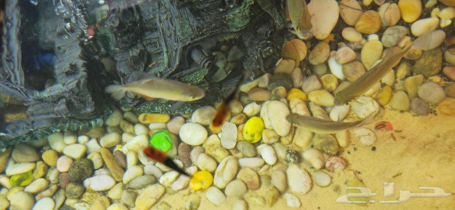 حوض من شركة sunsun المعروفة64475681204610112