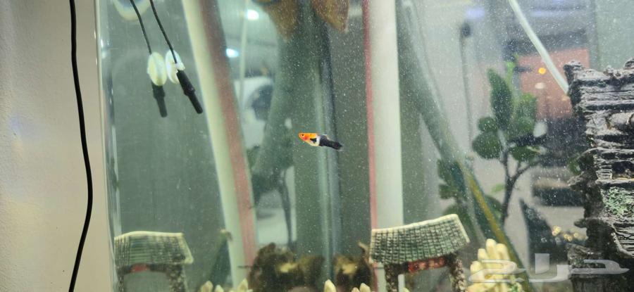 حوض من شركة sunsun المعروفة64475681204610113