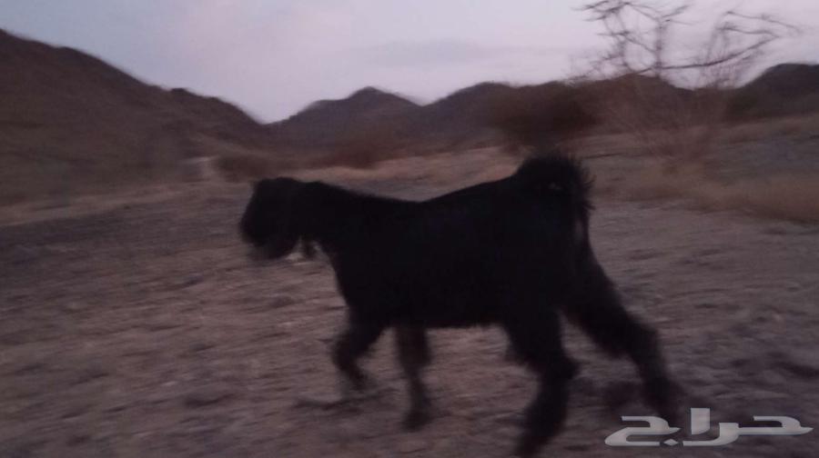 تيس لباني64488284374017110