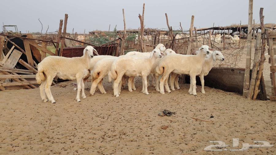 رخال حرش مقنوي تم البيع64476406510082114