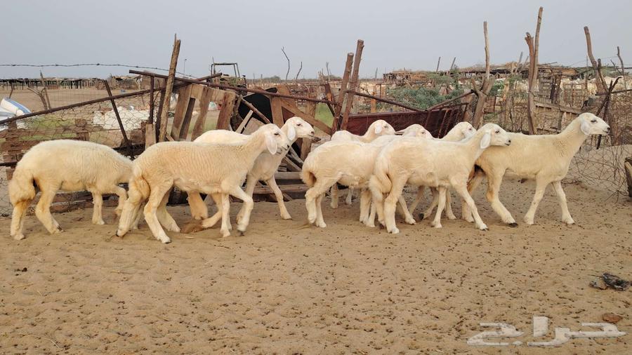 رخال حرش مقنوي تم البيع64476406510082110