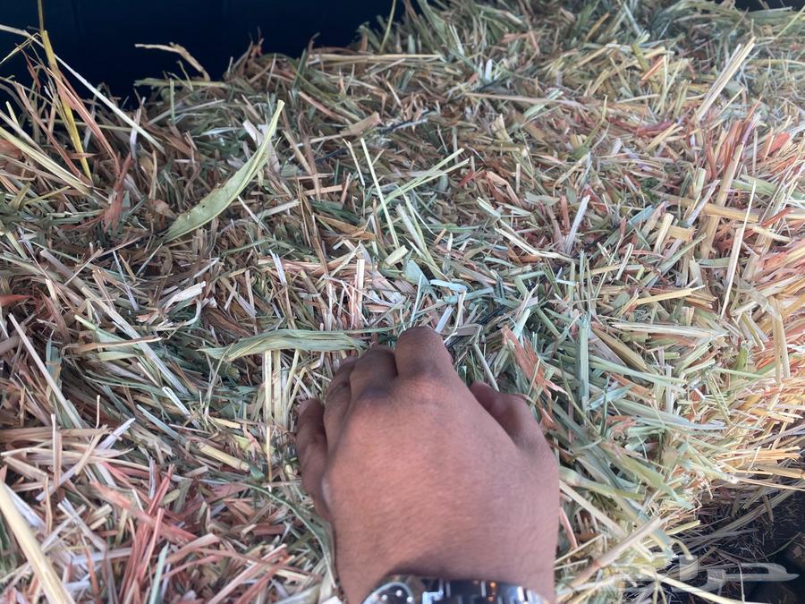 للبيع اعلاف ذرة حمراء بتبوك64472954086019111