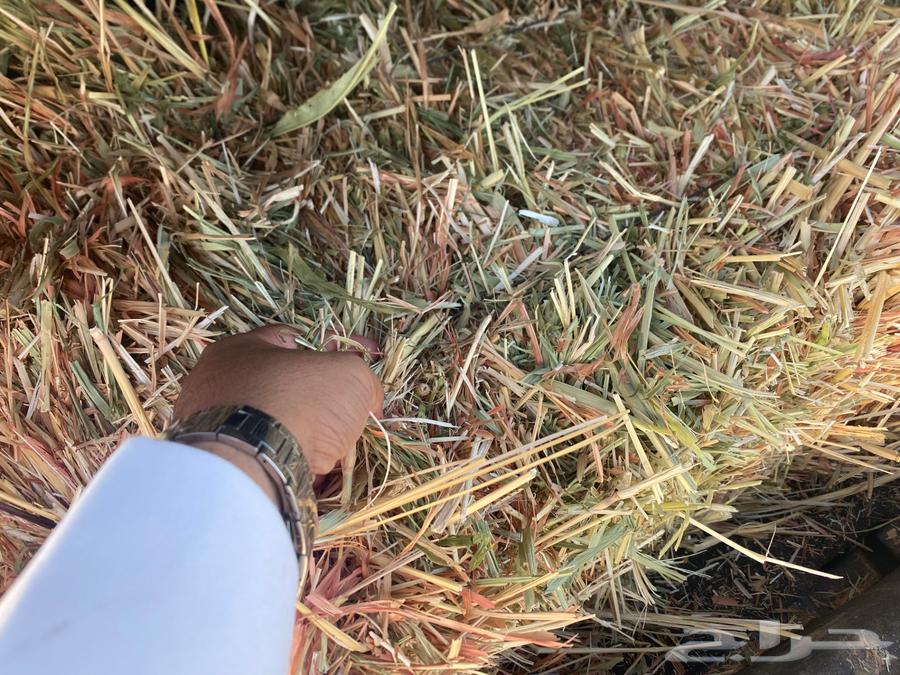 للبيع اعلاف ذرة حمراء بتبوك64472954086019110