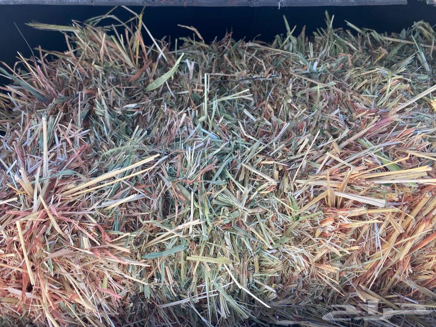 للبيع اعلاف ذرة حمراء بتبوك64472954086019112