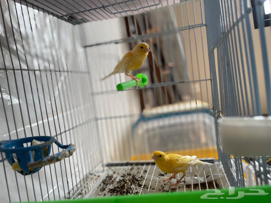 Syrian Canary Pair64474107737219111