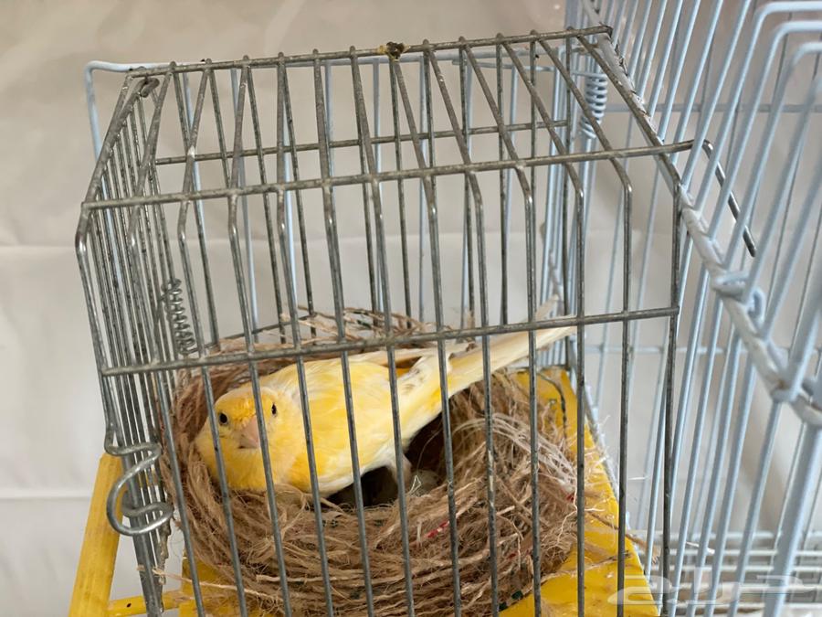 Syrian Canary Pair64474107737219112