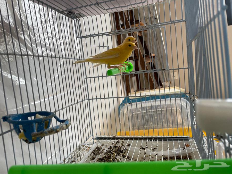 Syrian Canary Pair64474107737219114