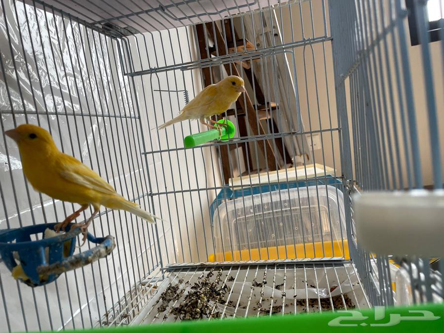 Syrian Canary Pair64474107737219113