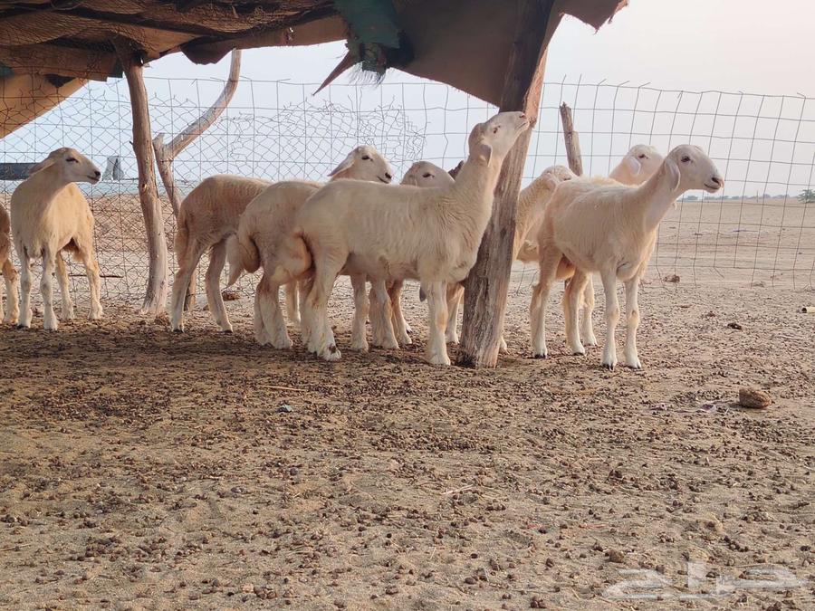 رخال حرش مقنوي تم البيع64476406510082113