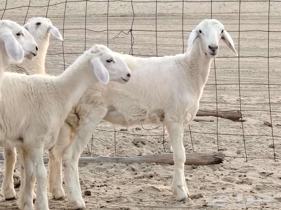 رخال حرش مقنوي تم البيع64476406510082112