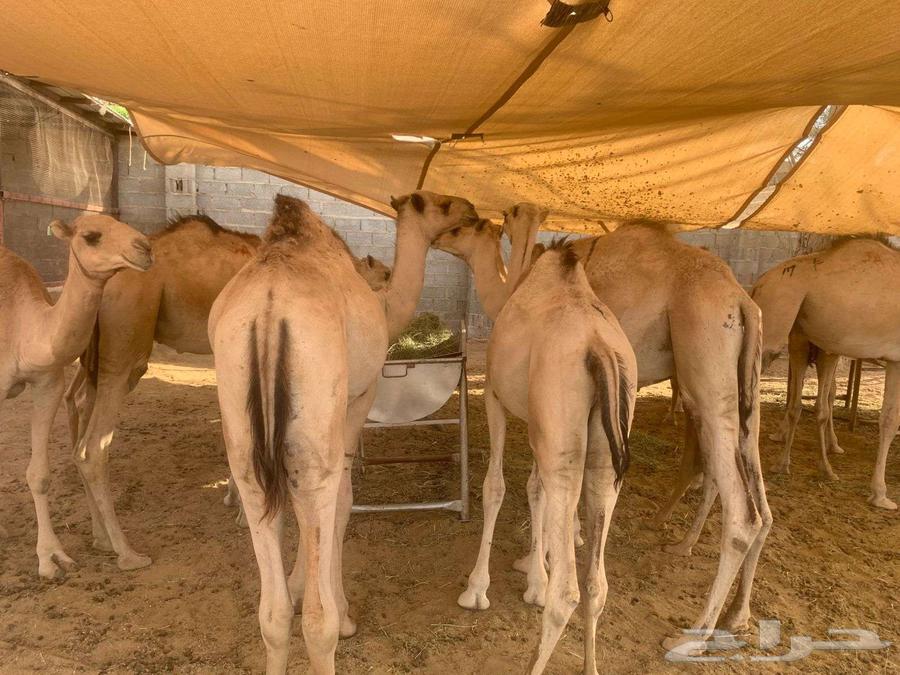 Somali goats and rams in large quantities for wholesale and retail64477631269763111