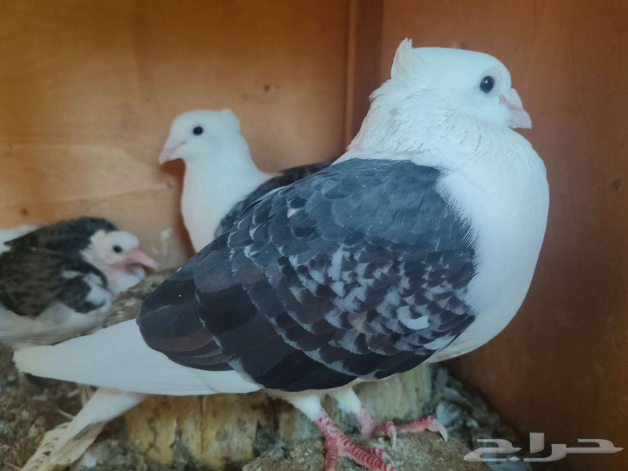 Pair of high-quality racing pigeons, fully equipped with products and chicks under them64477853166978113