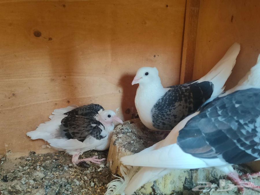 Pair of high-quality racing pigeons, fully equipped with products and chicks under them64477853166978111