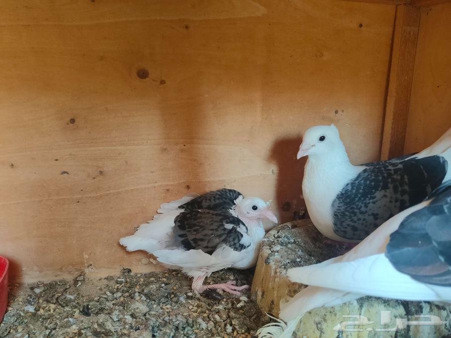 Pair of high-quality racing pigeons, fully equipped with products and chicks under them64477853166978112