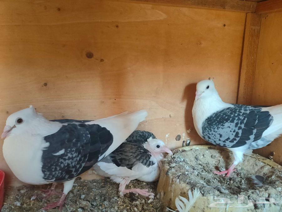 Pair of high-quality racing pigeons, fully equipped with products and chicks under them64477853166978110