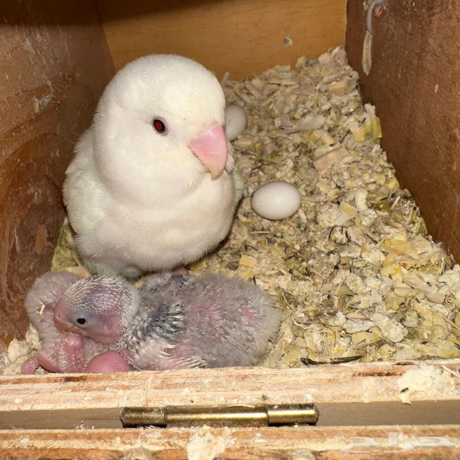 Breeding pair of roses with two chicks64478142004354112