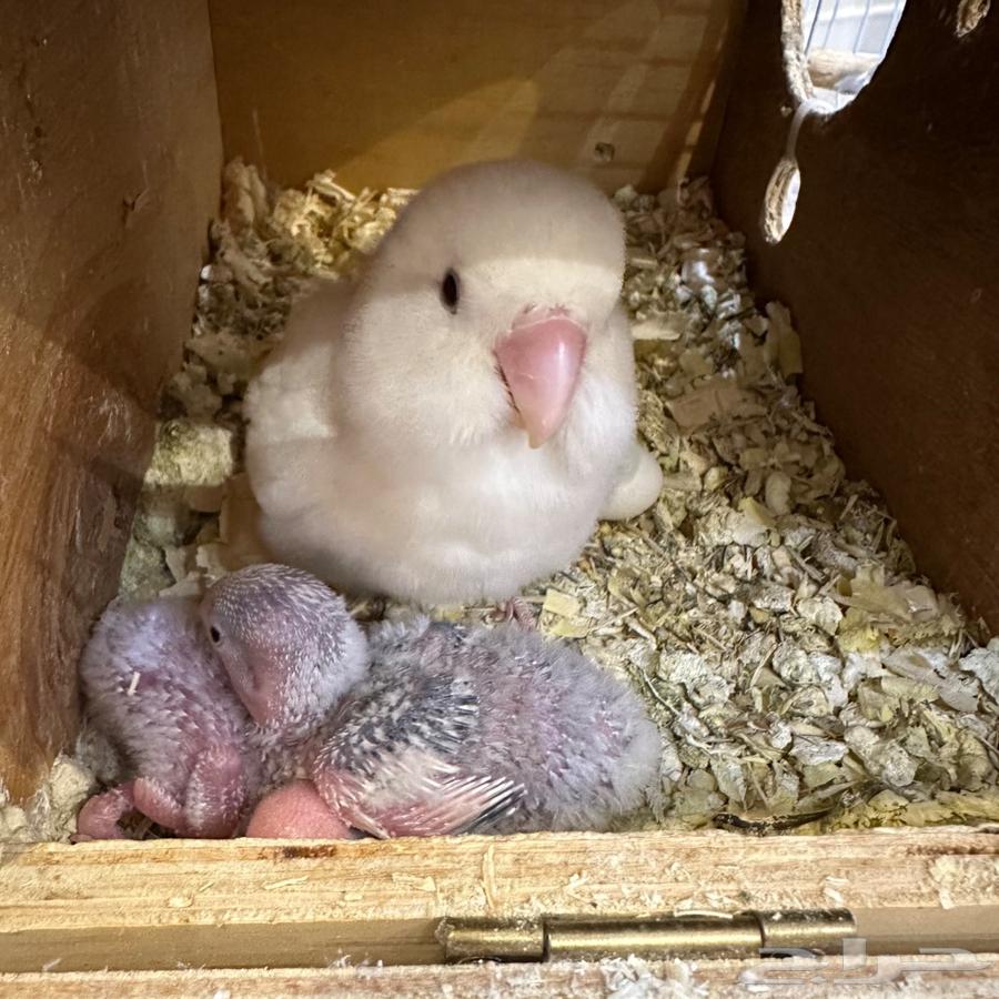 Breeding pair of roses with two chicks64478142004354114