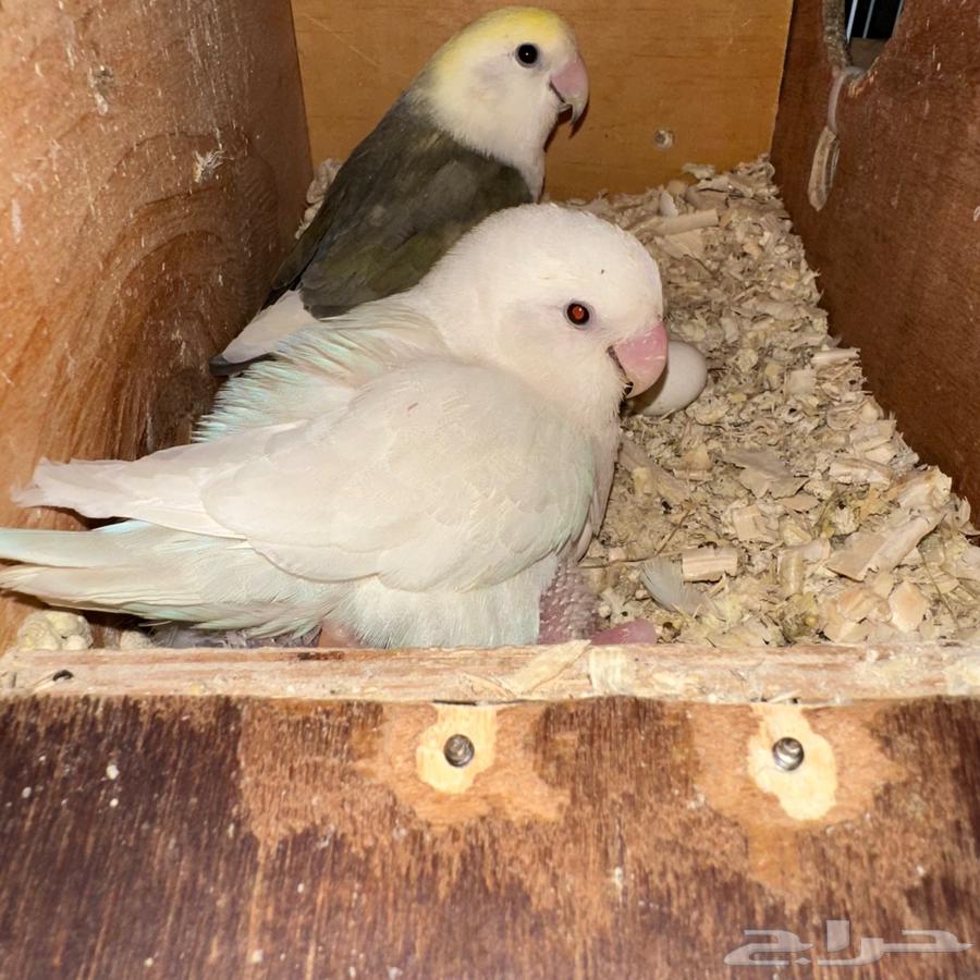 Breeding pair of roses with two chicks64478142004354110