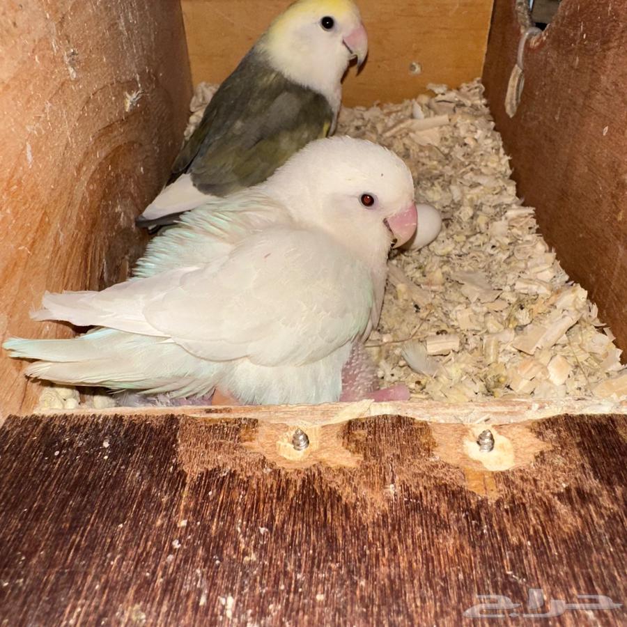 Breeding pair of roses with two chicks64478142004354113