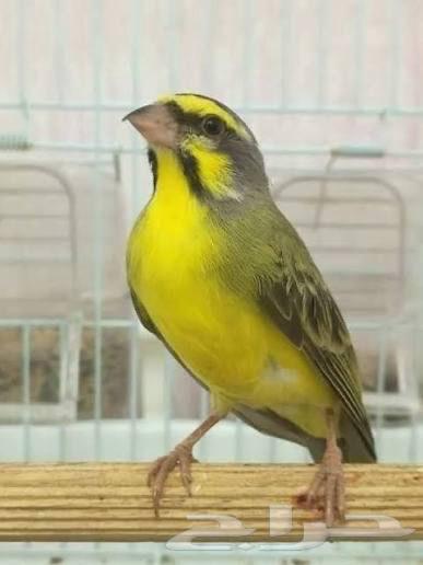 أجواز موزمبيق ياسمين منتجه ومغرده64484662055553112