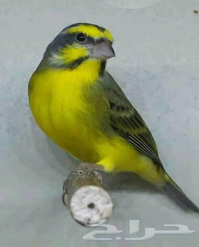 أجواز موزمبيق ياسمين منتجه ومغرده64484662055553110