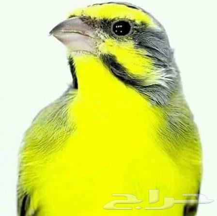 أجواز موزمبيق ياسمين منتجه ومغرده64484662055553113