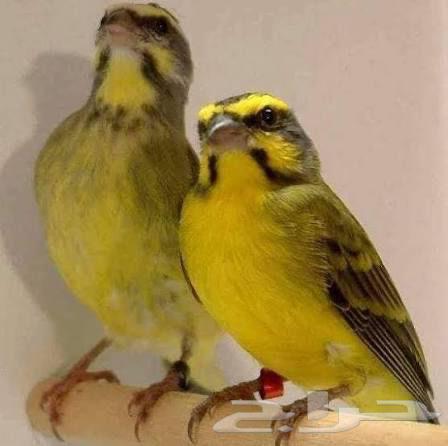 أجواز موزمبيق ياسمين منتجه ومغرده64484662055553111