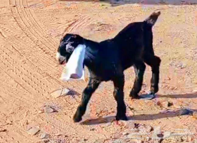 ( تم البيع ) عنز والد فاخره معها تيس وجفره صنف64482673980802113