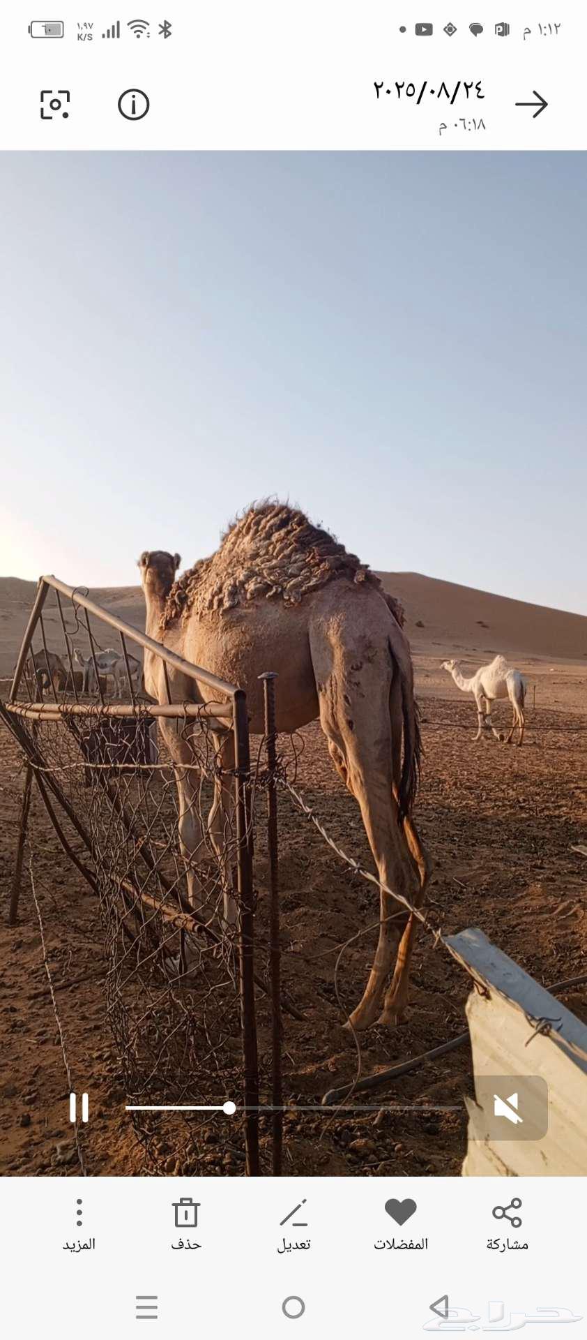 قعدان لبانيه طيبه للبيع64481250676867112