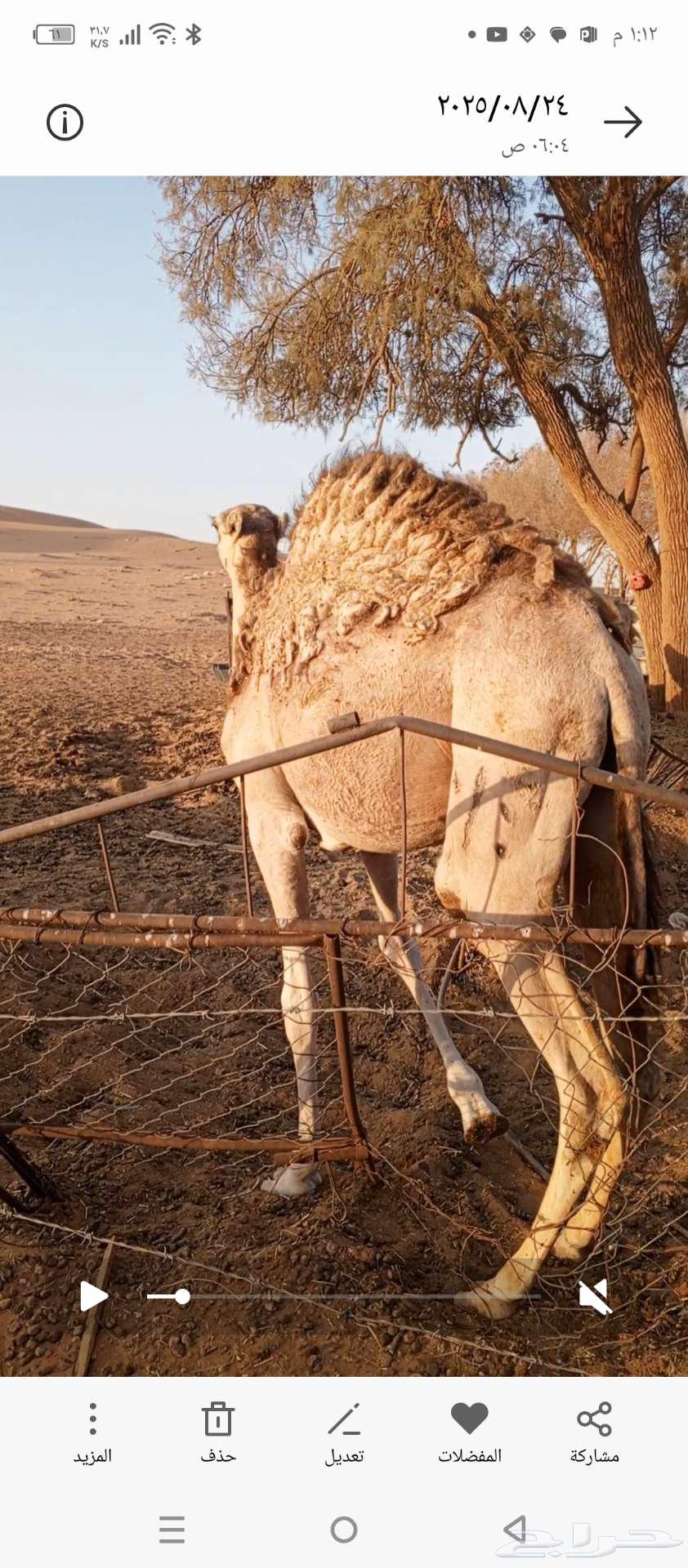 قعدان لبانيه طيبه للبيع64481250676867111