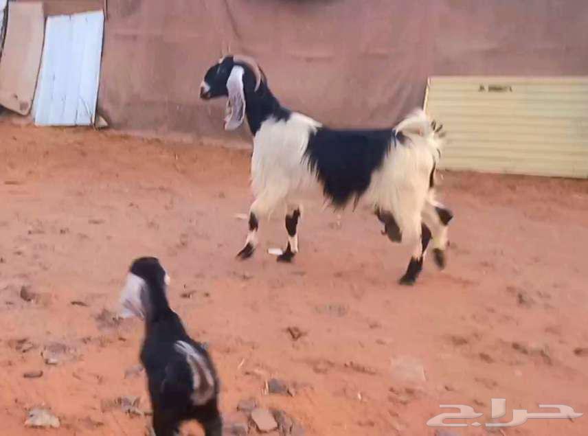 ( تم البيع ) عنز والد فاخره معها تيس وجفره صنف64482673980802112