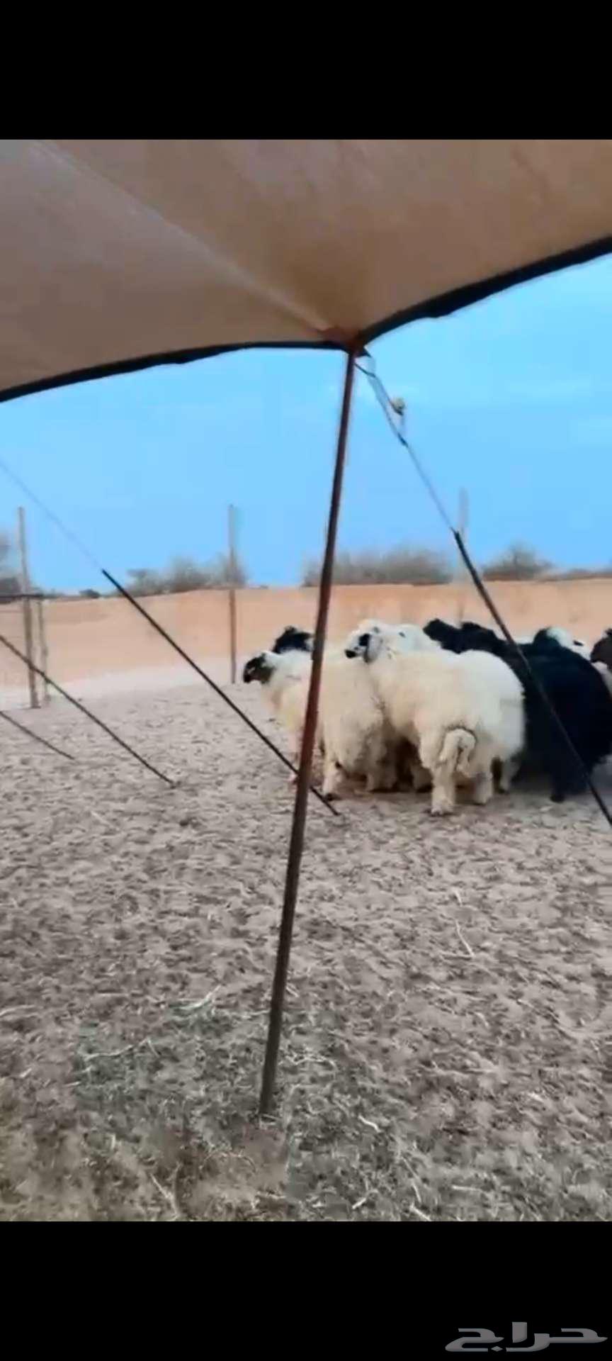 طليان عربي نظيفه وشي جزل وحقت كرم64504119173891113