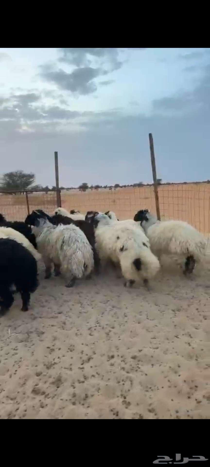 طليان عربي نظيفه وشي جزل وحقت كرم64504119173891111