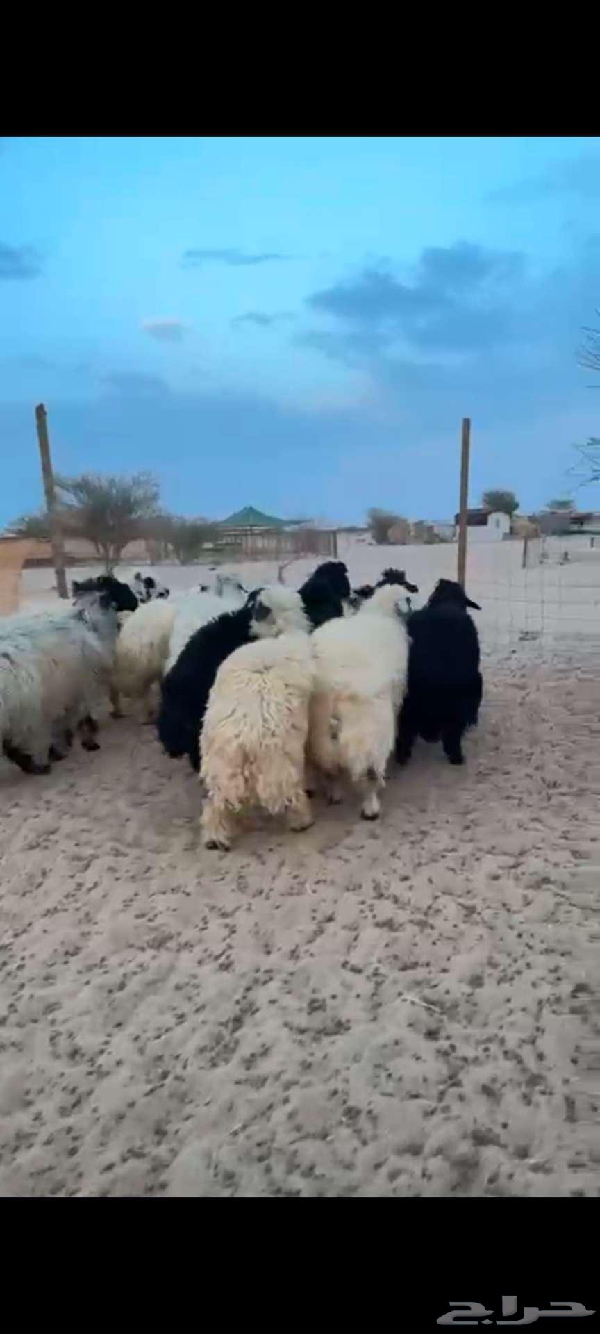 طليان عربي نظيفه وشي جزل وحقت كرم64504119173891112