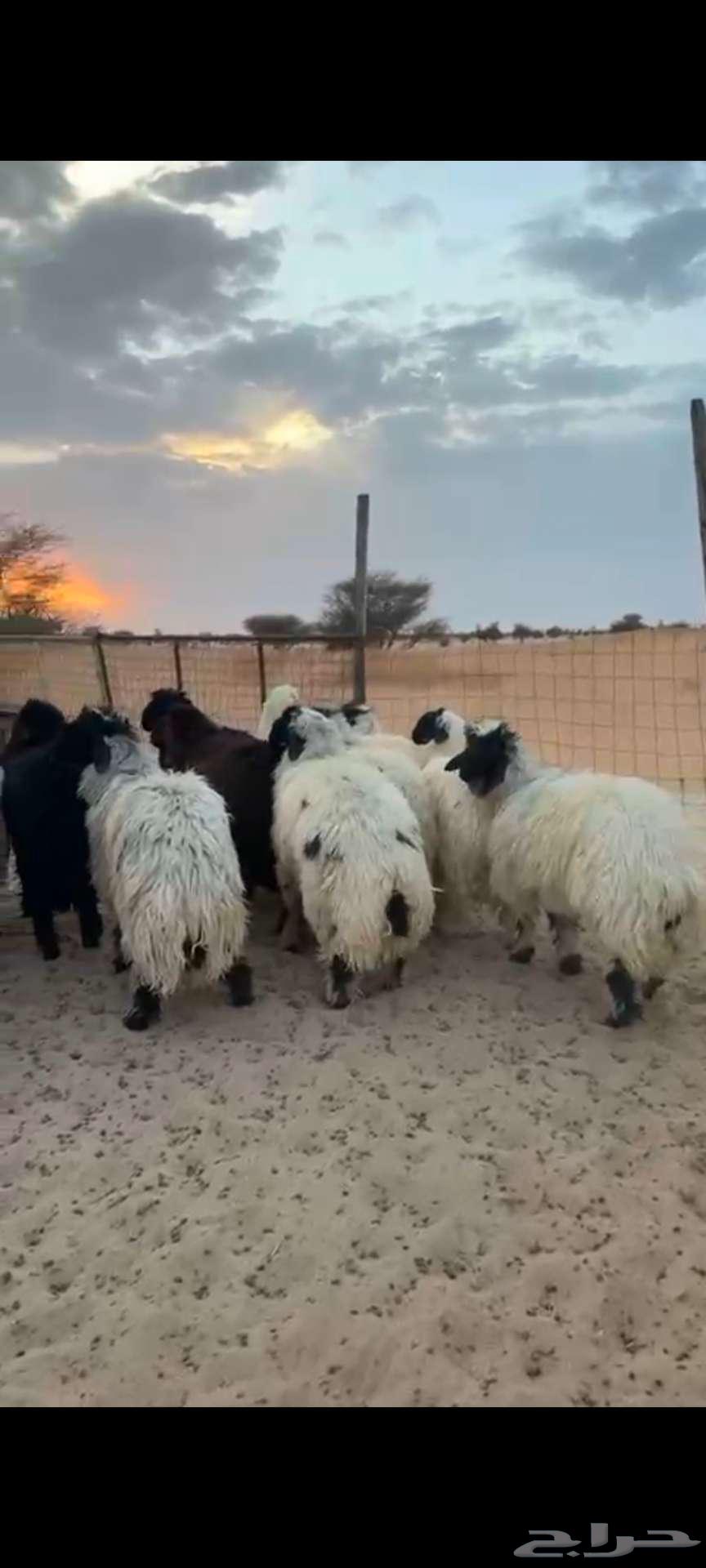 طليان عربي نظيفه وشي جزل وحقت كرم64504119173891110