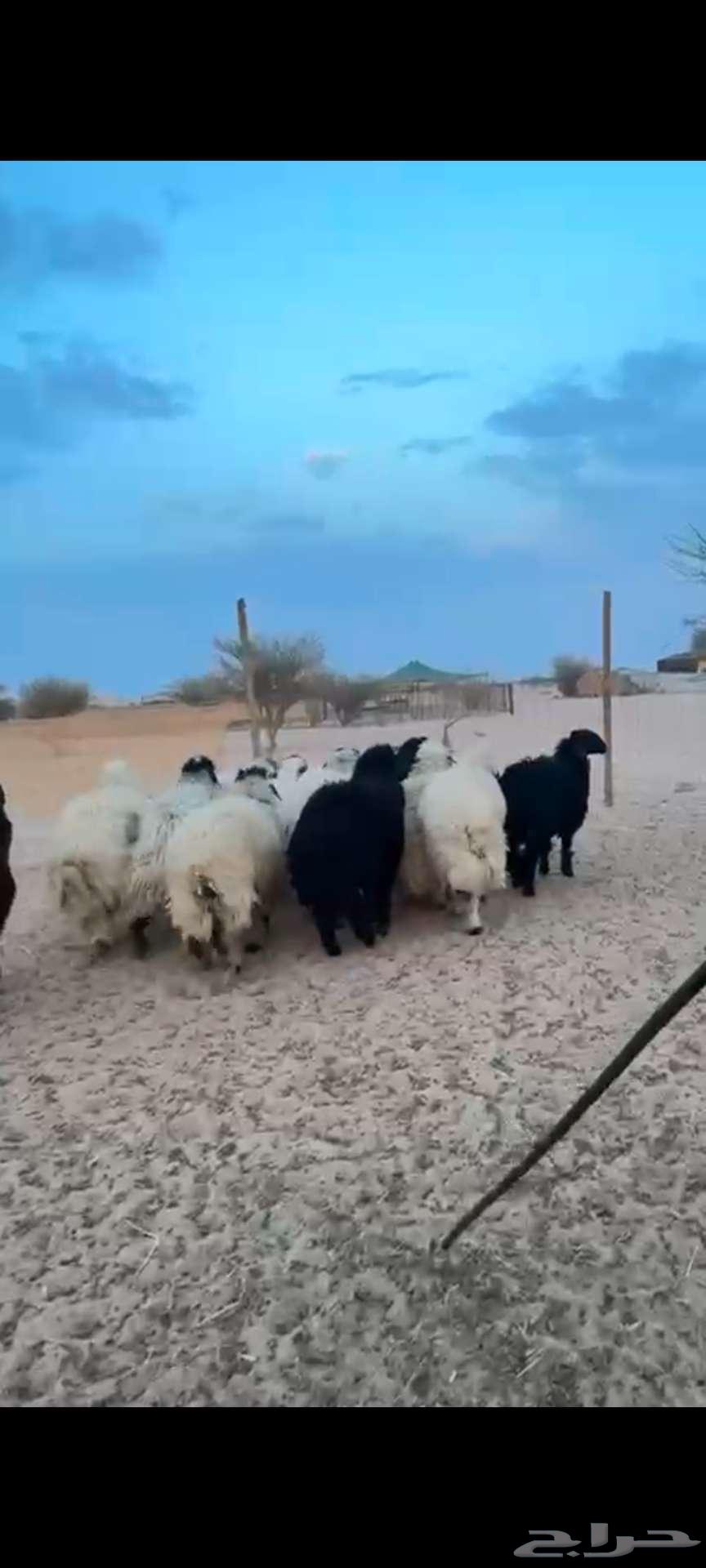 طليان عربي نظيفه وشي جزل وحقت كرم64504119173891114