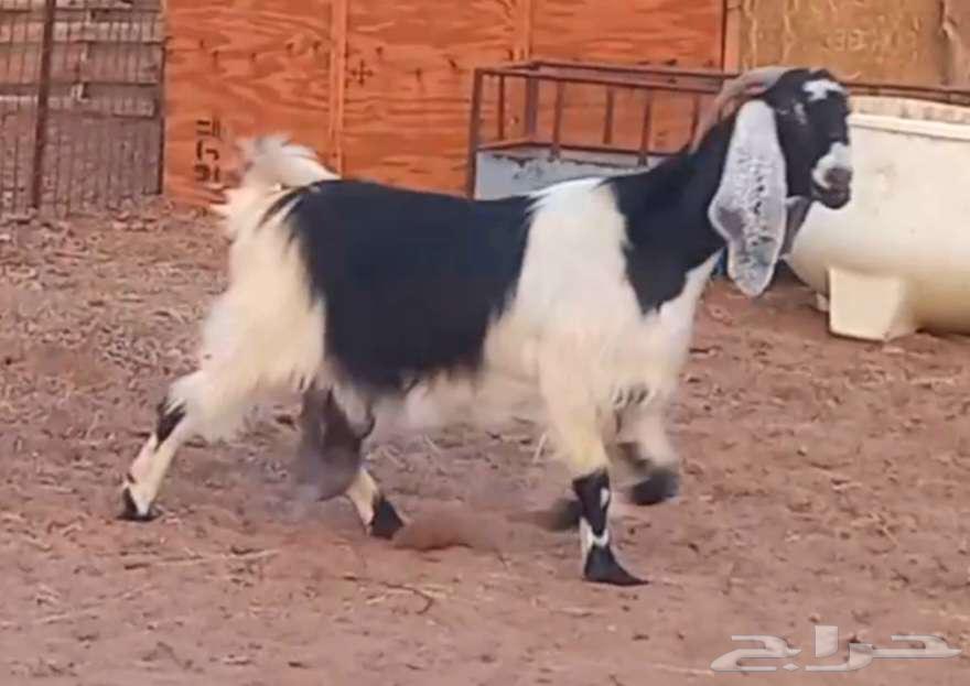 ( تم البيع ) عنز والد فاخره معها تيس وجفره صنف64482673980802114