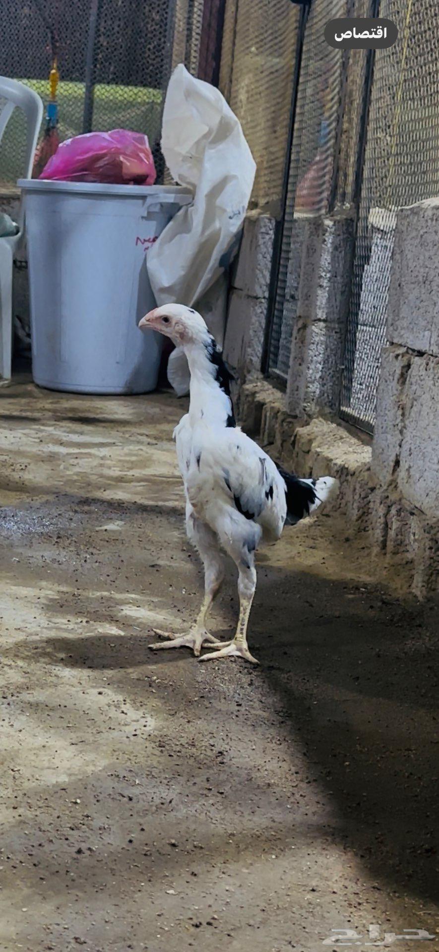 فروخ شامو الماني هزاز ( تم البيع )64480565280770111