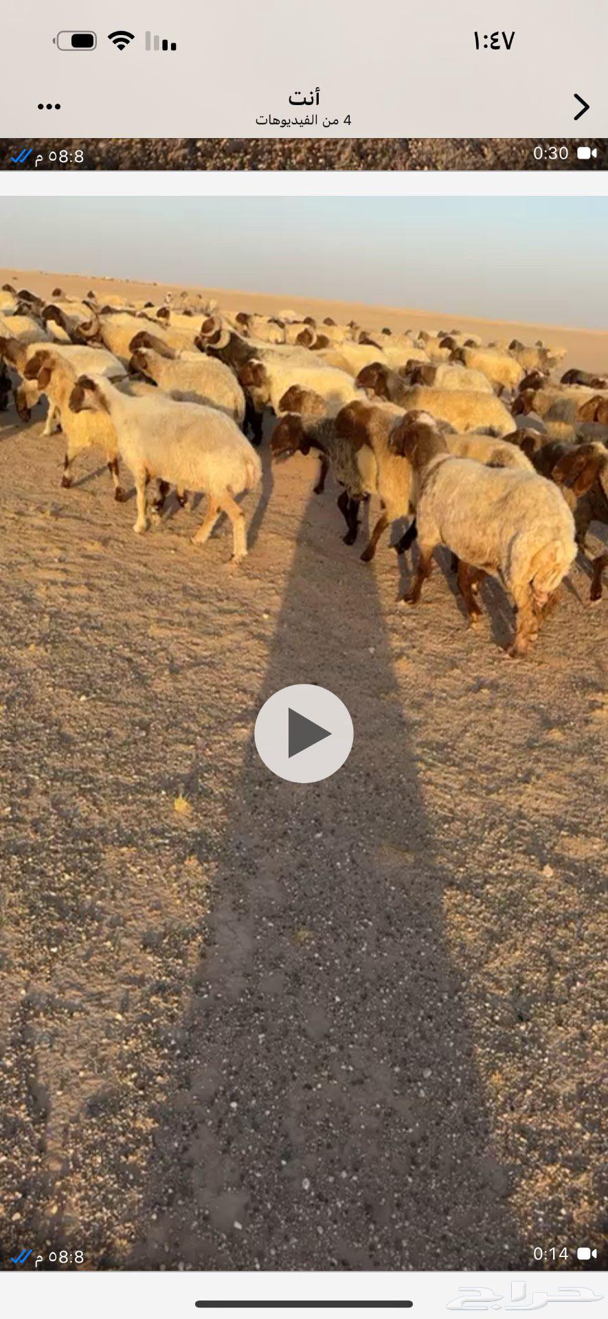 300 good sheep64486813055747110