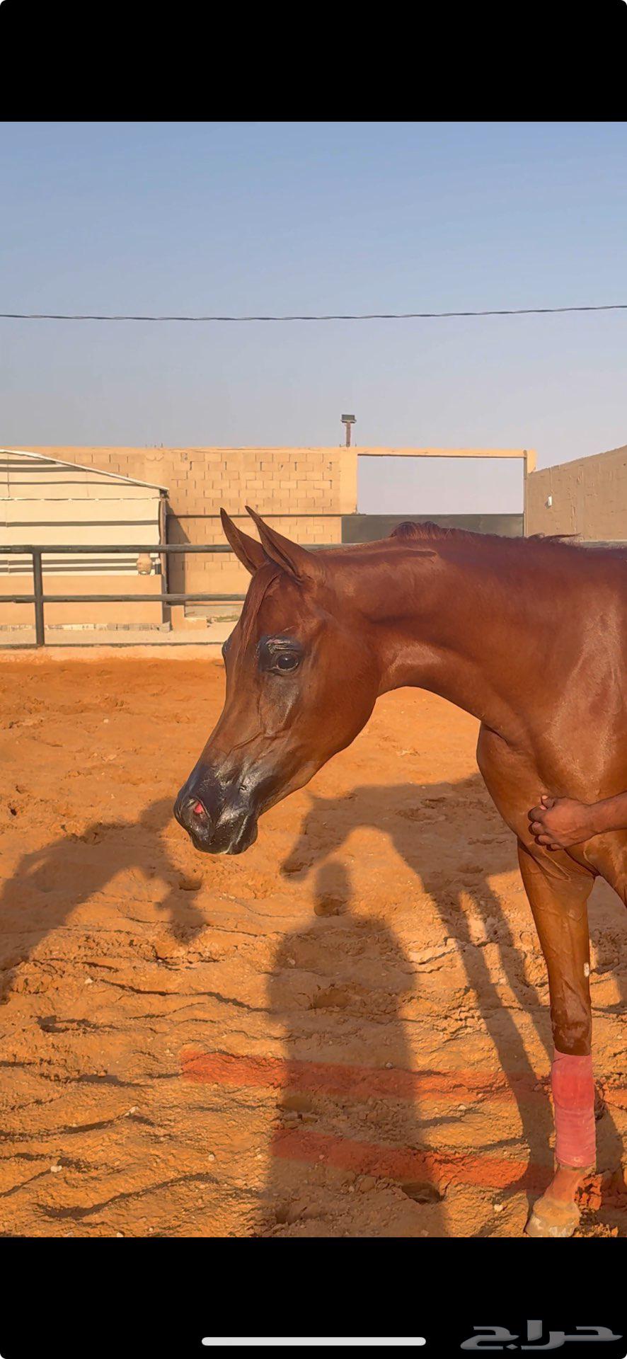 فرصه مهره فاخره مهره واهو بنت البطل المعروف دي رواج64479729449602114