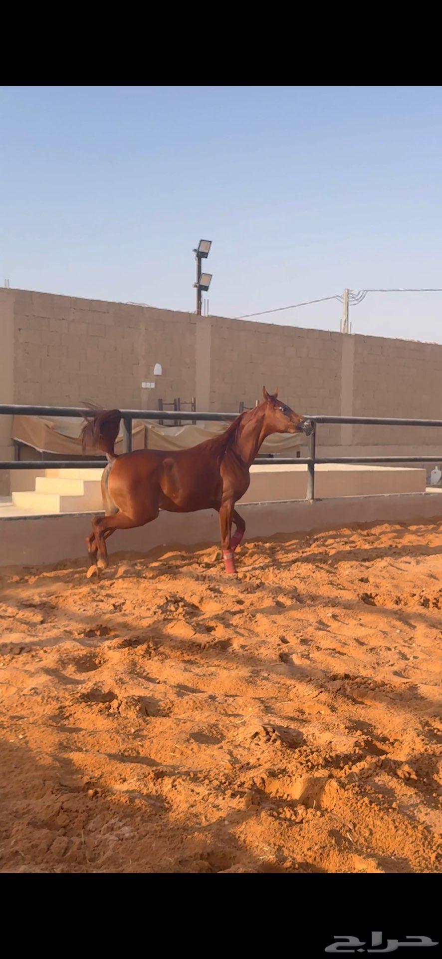 فرصه مهره فاخره مهره واهو بنت البطل المعروف دي رواج64479729449602113