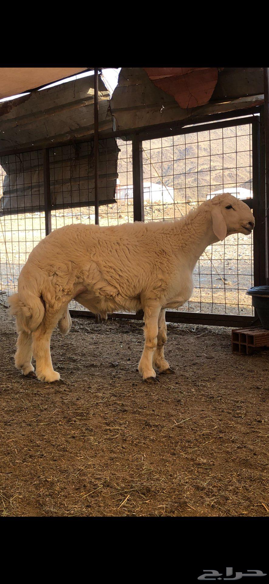 مشاريع فحول فاخره ابوه من حلال براك الدعدي64484511659649111