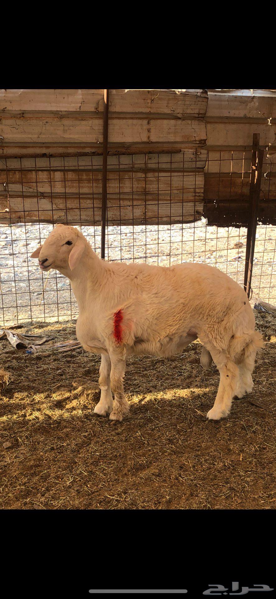 مشاريع فحول فاخره ابوه من حلال براك الدعدي64484511659649112