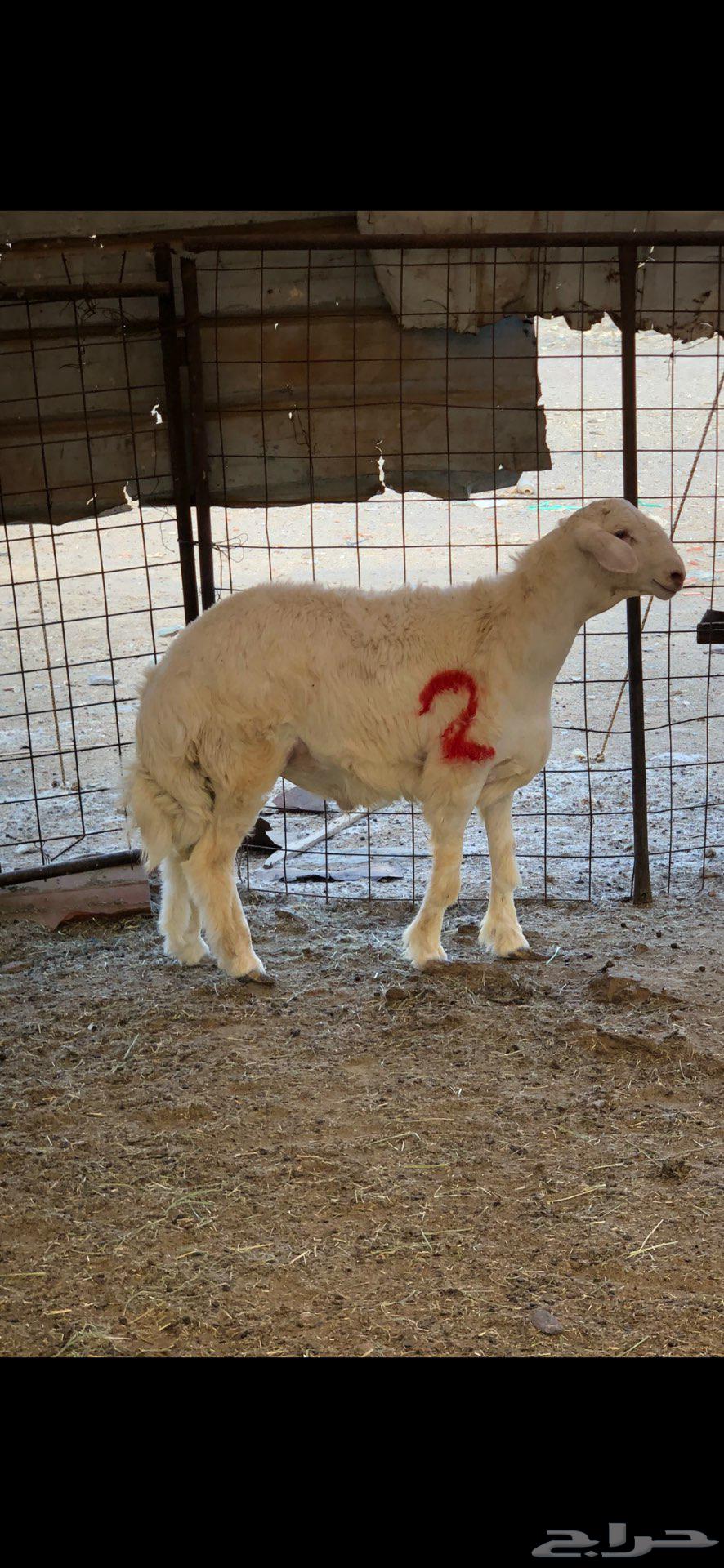 مشاريع فحول فاخره ابوه من حلال براك الدعدي64484511659649113