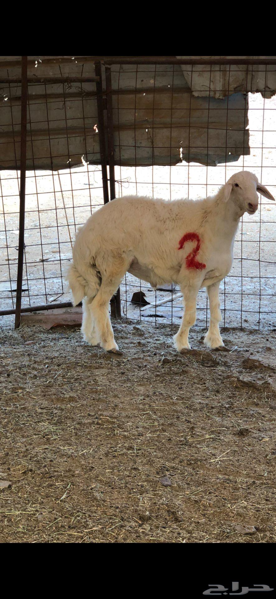 مشاريع فحول فاخره ابوه من حلال براك الدعدي64484511659649114