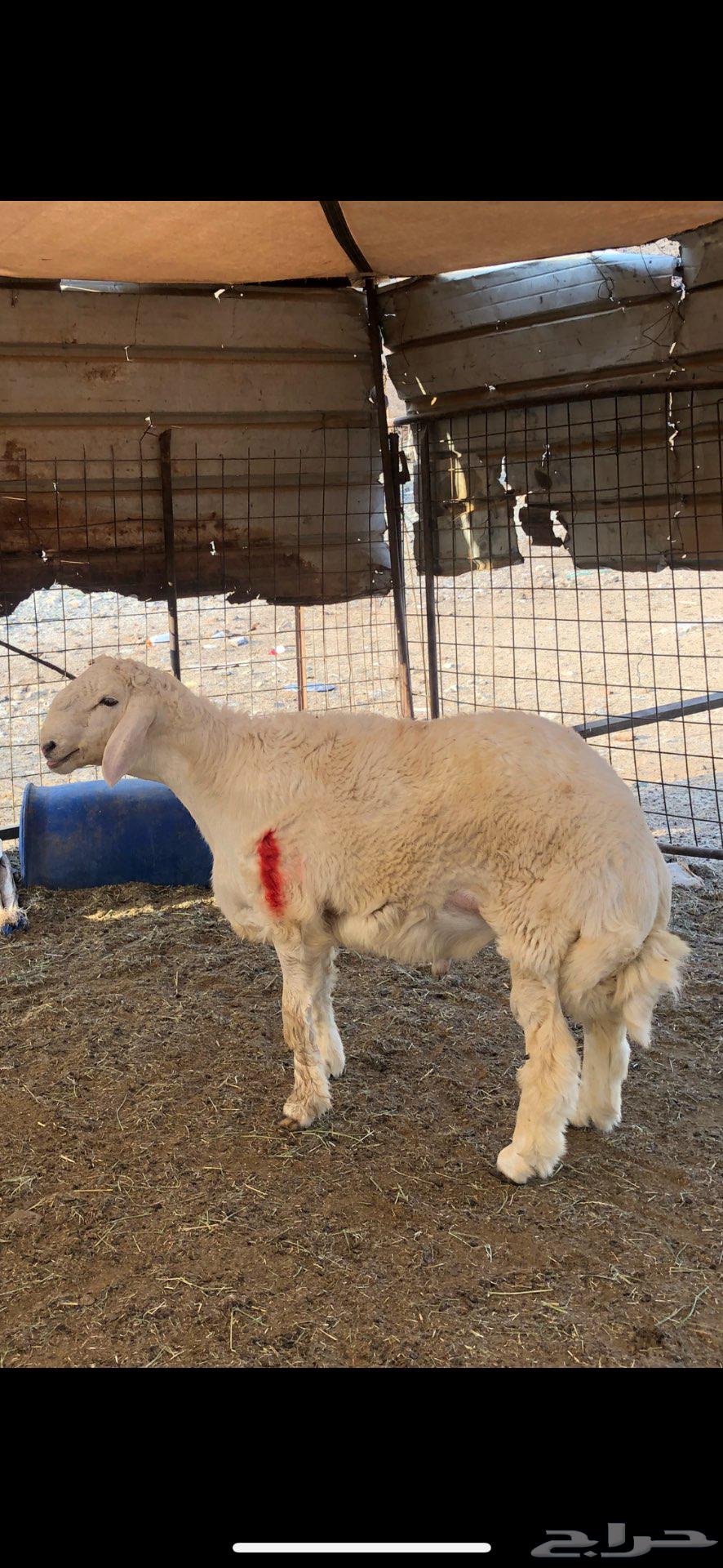 مشاريع فحول فاخره ابوه من حلال براك الدعدي64484511659649110