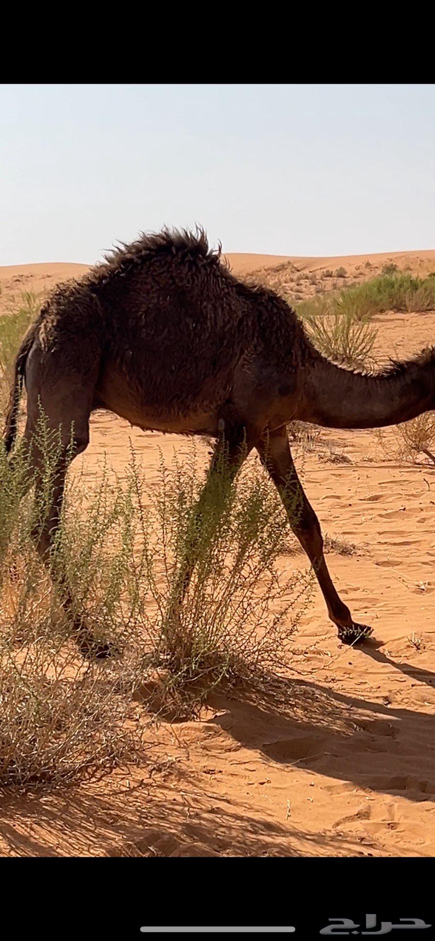 قعود قصب كامل او ارباع64483164428291111