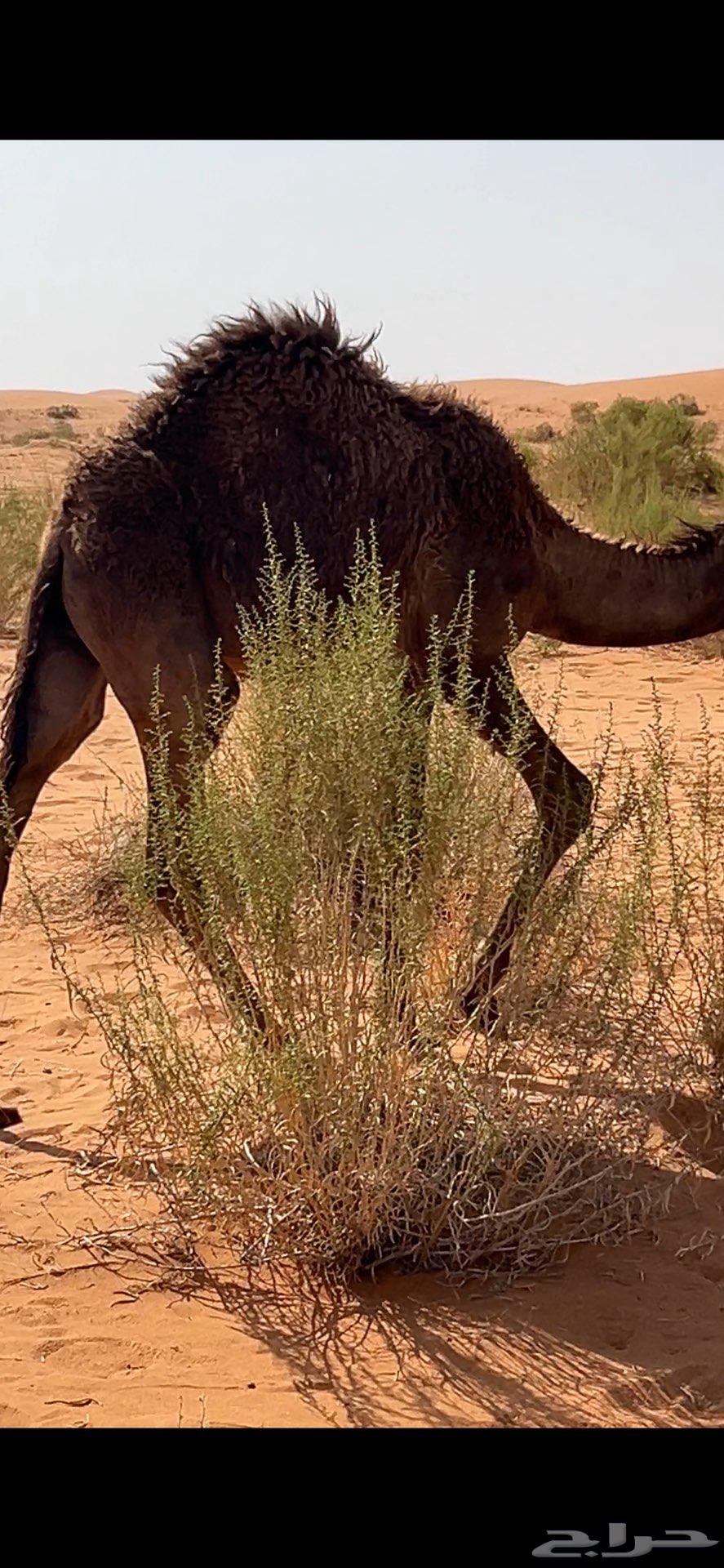 قعود قصب كامل او ارباع64483164428291110